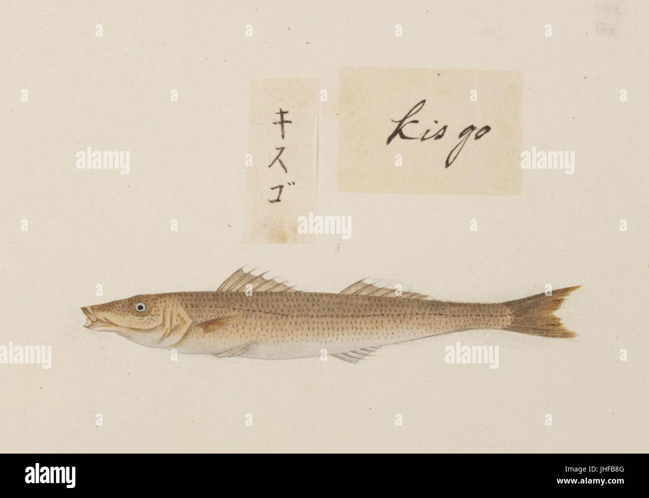 Naturalis Biodiversity Center - RMNH.ART.539 - Sillago japonica - Kawahara Keiga - 1823 - 1829 - Siebold Collection - pencil drawing - water colour Stock Photo