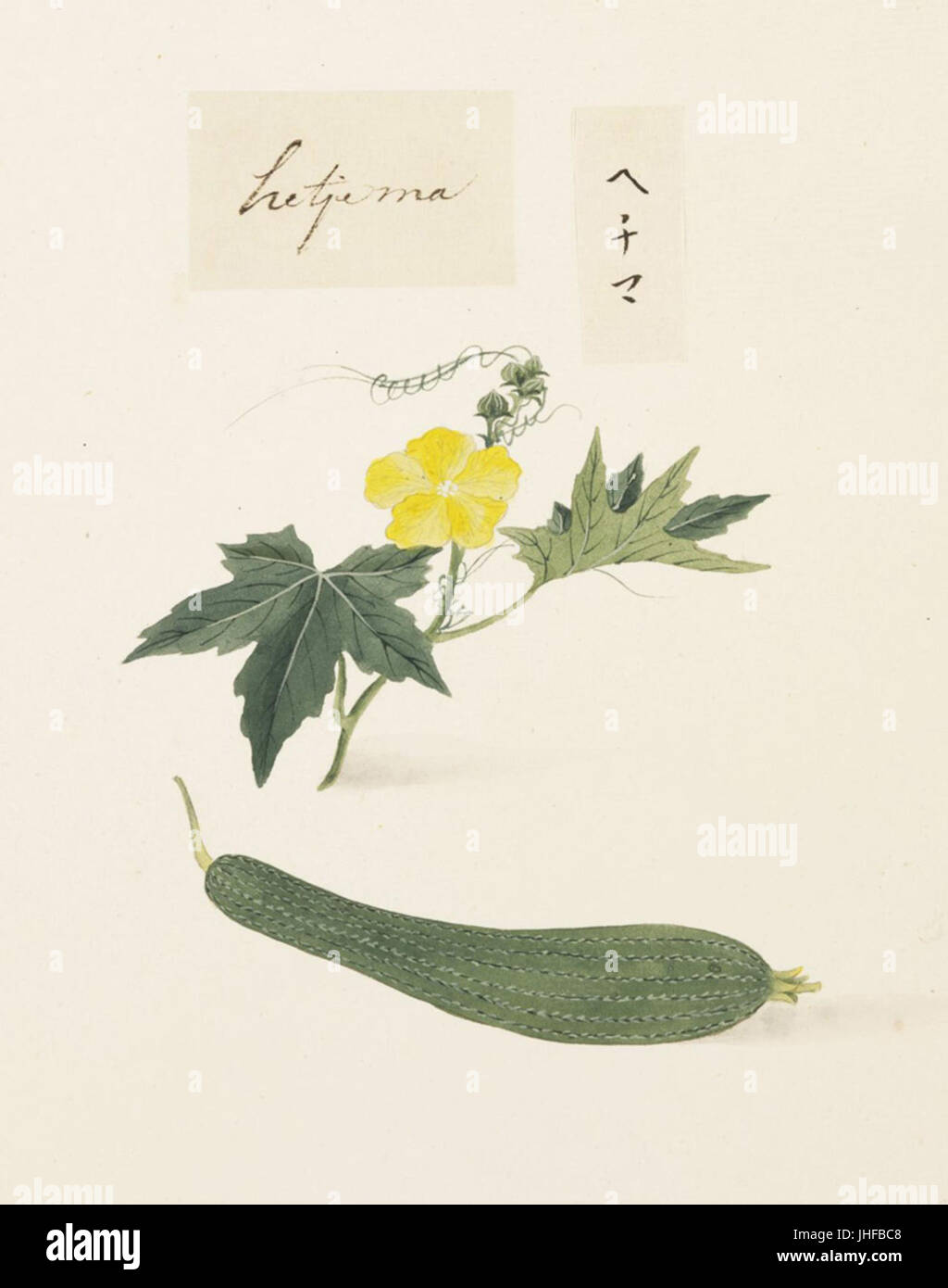Naturalis Biodiversity Center - RMNH.ART.620 - Luffa cylindrica ...