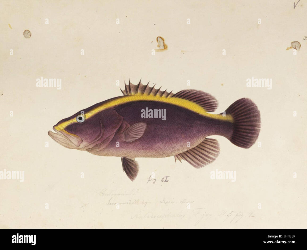Naturalis Biodiversity Center - RMNH.ART.672 - Aulacocephalus ...