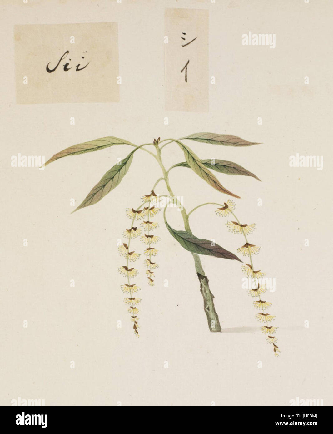 Naturalis Biodiversity Center - RMNH.ART.801 - Castanopsis sieboldii - Kawahara Keiga - 1823 - 1829 - Siebold Collection - pencil drawing - water colour Stock Photo