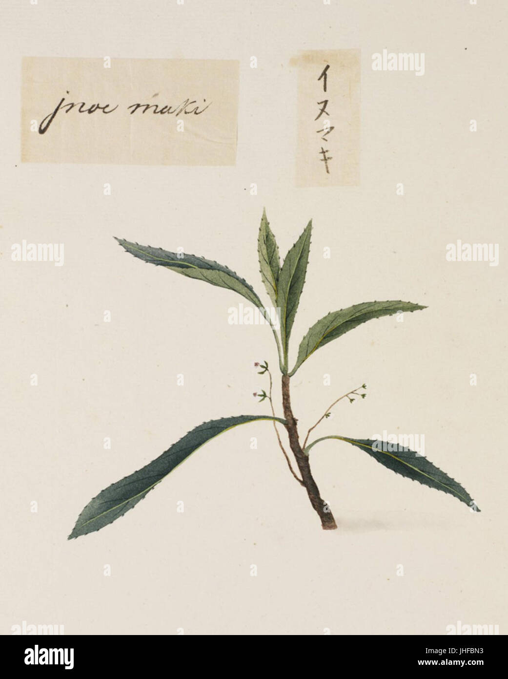 Naturalis Biodiversity Center - RMNH.ART.811 - Podocarpus macrophyllus - Kawahara Keiga - 1823 - 1829 - Siebold Collection - pencil drawing - water colour Stock Photo