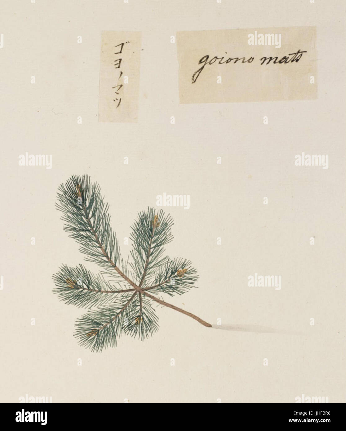 Naturalis Biodiversity Center - RMNH.ART.857 - Pinus parviflora - Kawahara Keiga - 1823 - 1829 - Siebold Collection - pencil drawing - water colour Stock Photo