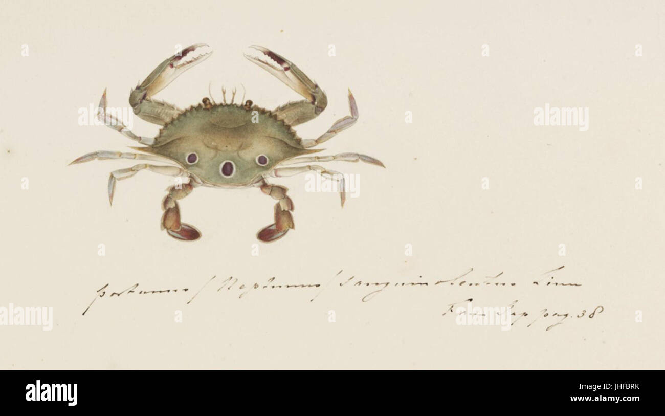 Naturalis Biodiversity Center - RMNH.ART.868 - Portunus sanguinolentus (Herbst) - Kawahara Keiga - 1823 - 1829 - Siebold Collection - pencil drawing - water colour Stock Photo