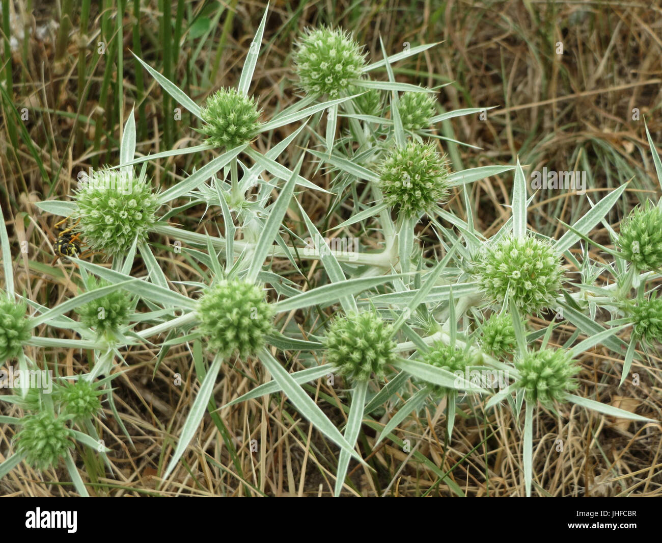 Eryngium campestre field eryngo hi-res stock photography and images - Alamy