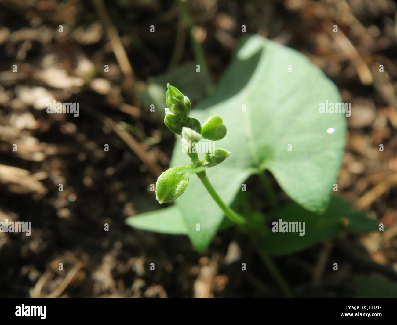 Fallopia convolvulus botanical illustration hi-res stock photography ...