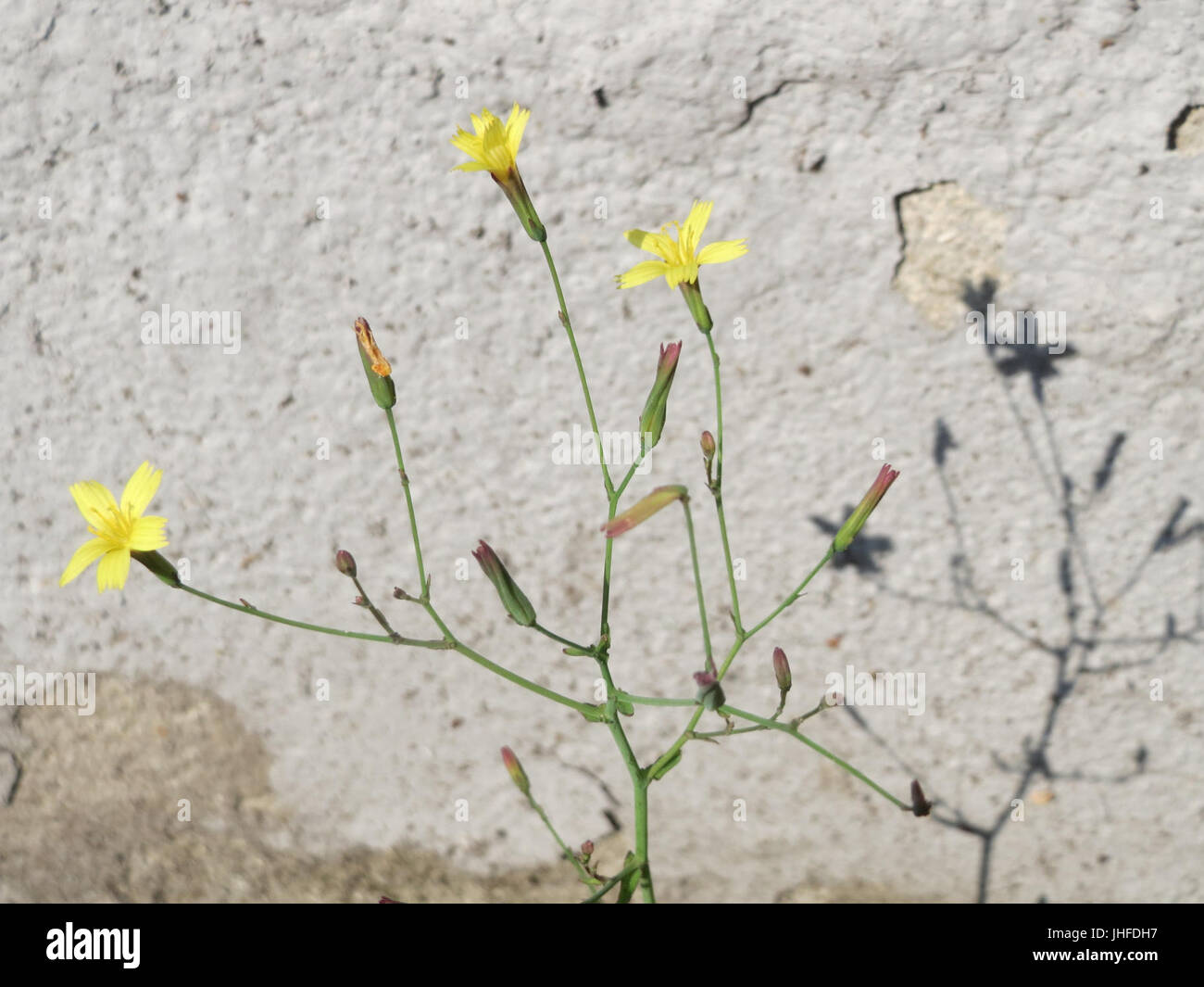 Muralis hi-res stock photography and images - Alamy