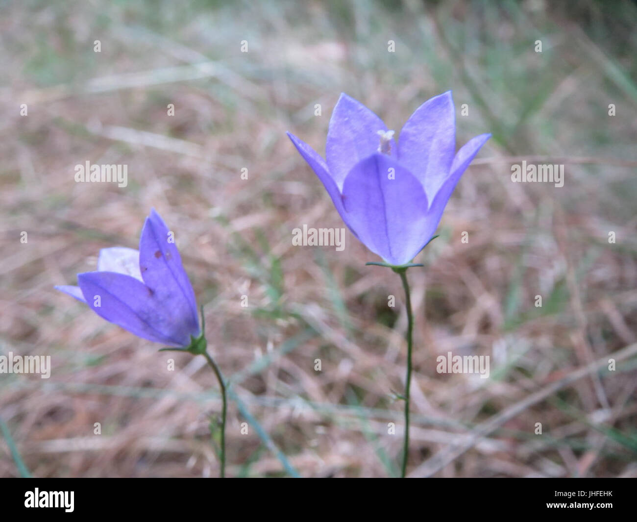Slender purple blooms hi-res stock photography and images - Alamy