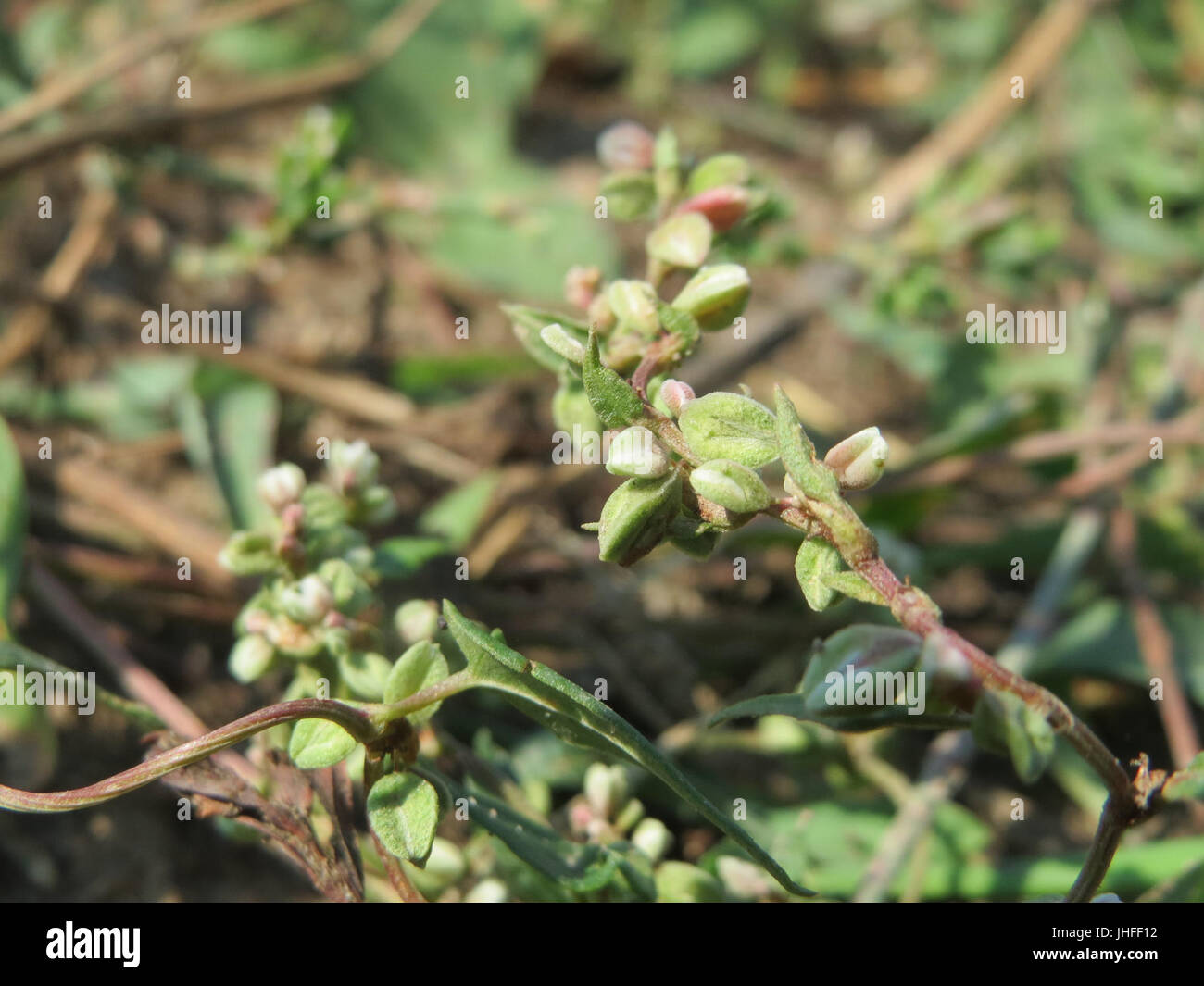 Fallopia convolvulus botanical illustration hi-res stock photography ...