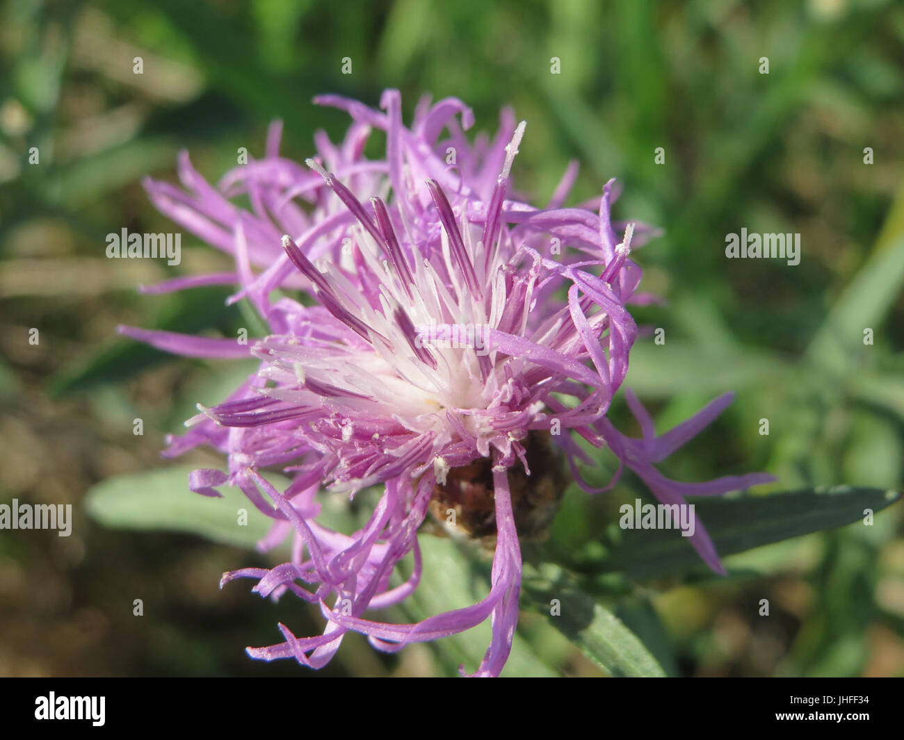 Purple flower spotted knapweed centaurea hi-res stock photography and ...