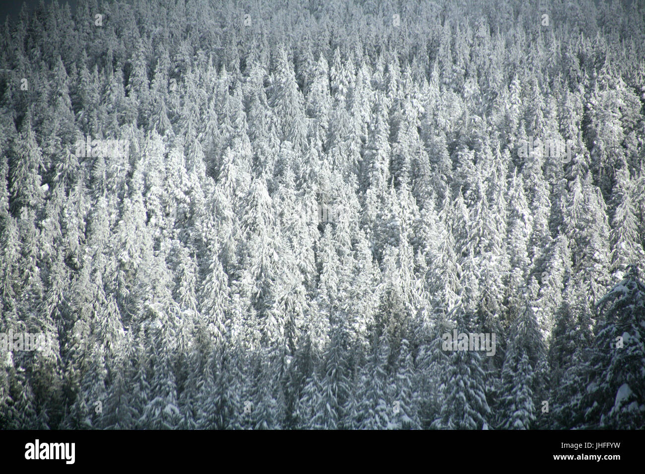 Trees in winter Stock Photo - Alamy