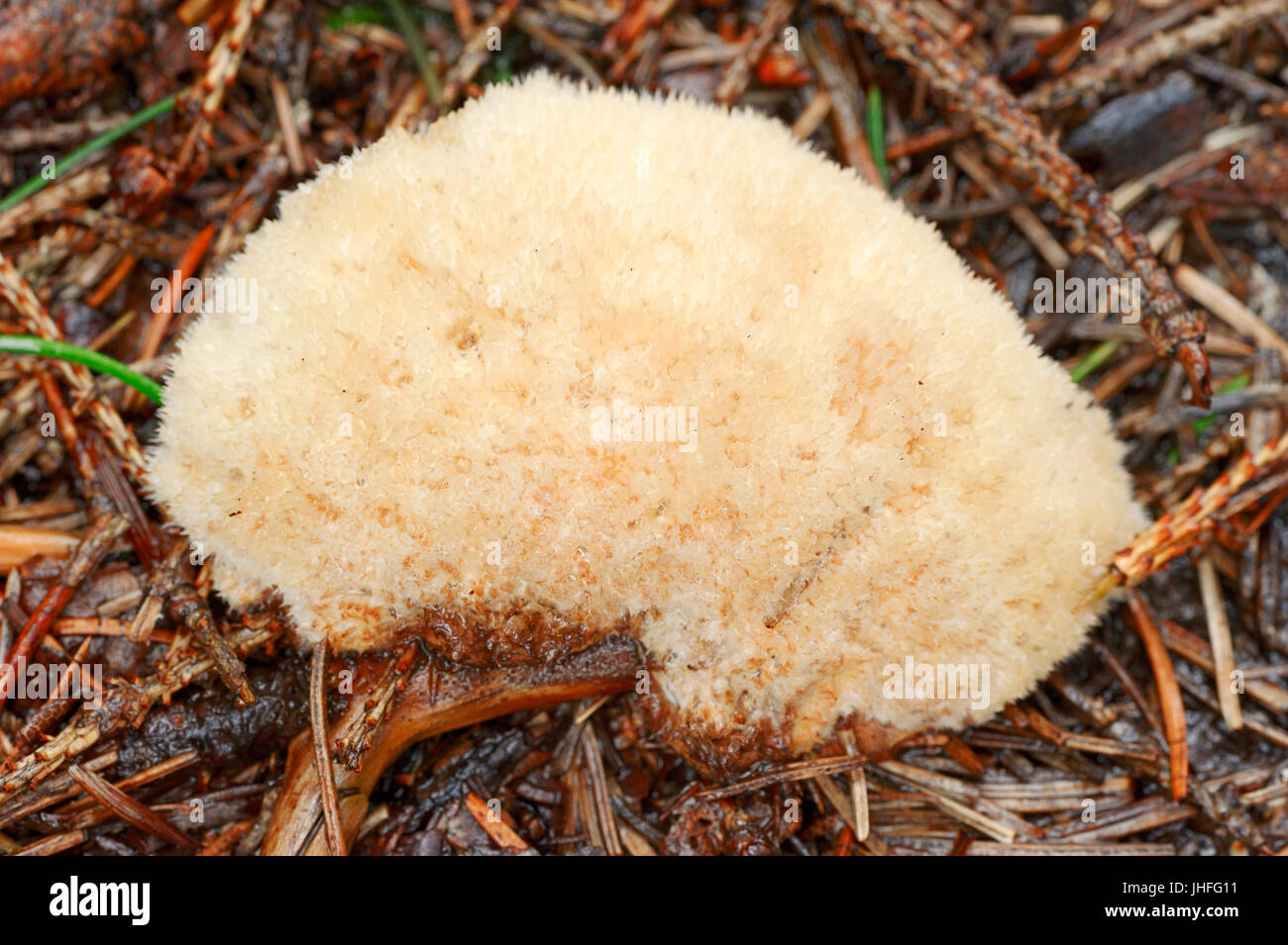Mushroom, North Rhine-Westphalia, Germany / (Ptychogaster fuliginoides, Tyromyces ptychogaster, Oligoporus ptychogaster, Postia ptychogaster) / Fungi Stock Photo