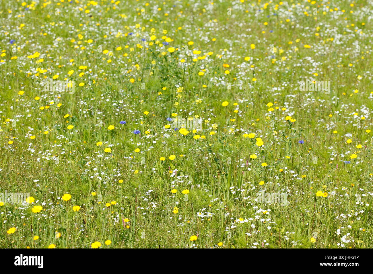 Flower Meadow with blossoming summer flowers Stock Photo - Alamy