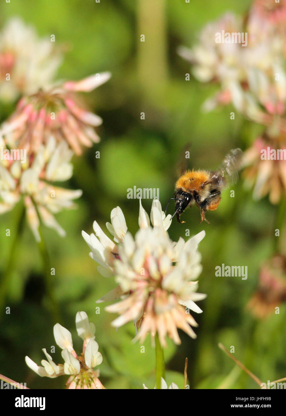 Carder Bee Stock Photo