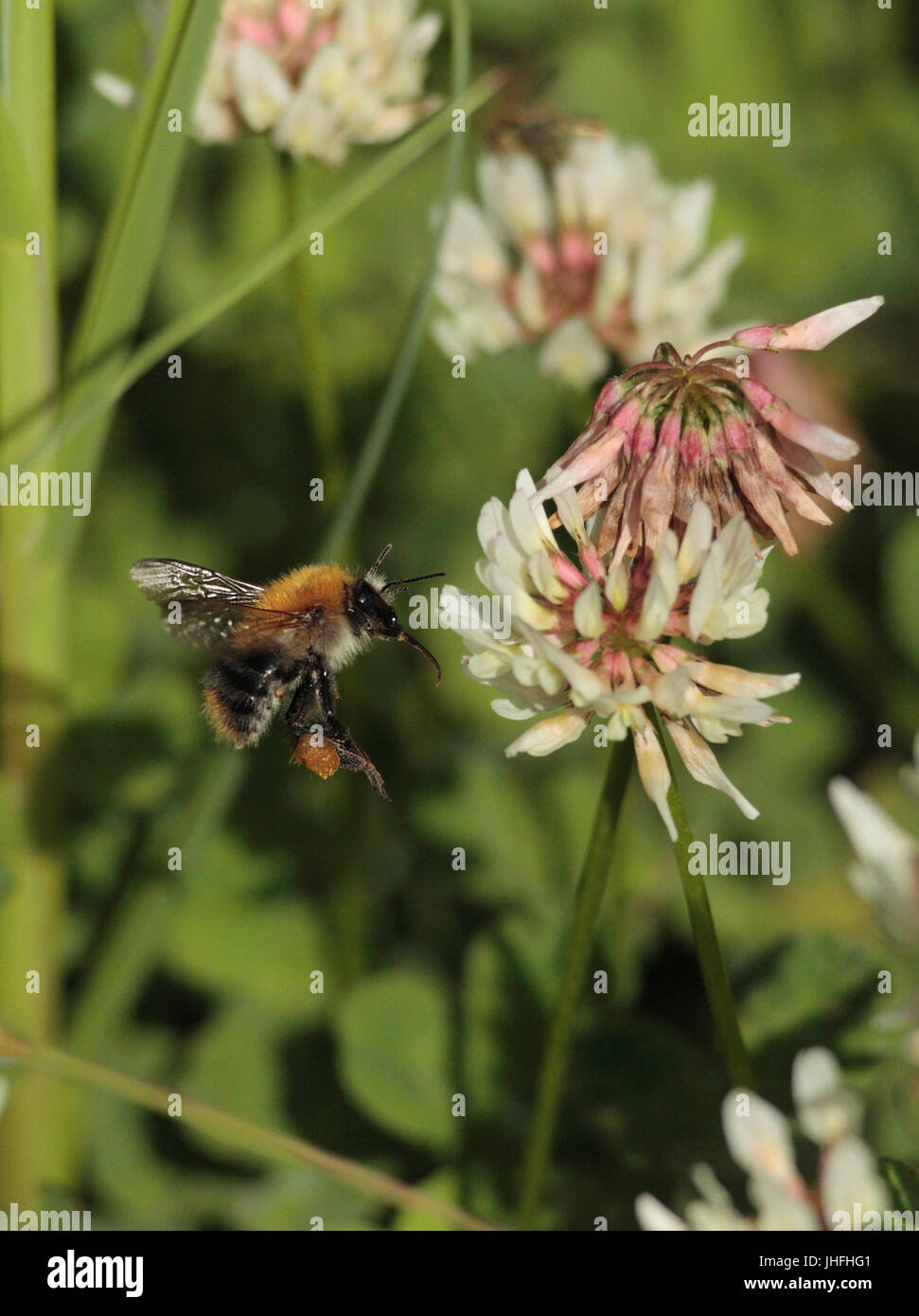 Carder Bee Stock Photo