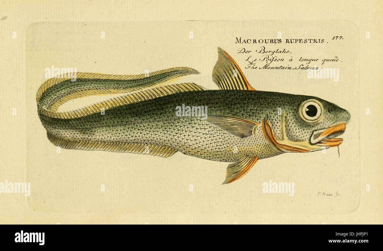 Ichthyologie; ou, Histoire naturelle des poissons (Plate 177) (7064500003) Stock Photo
