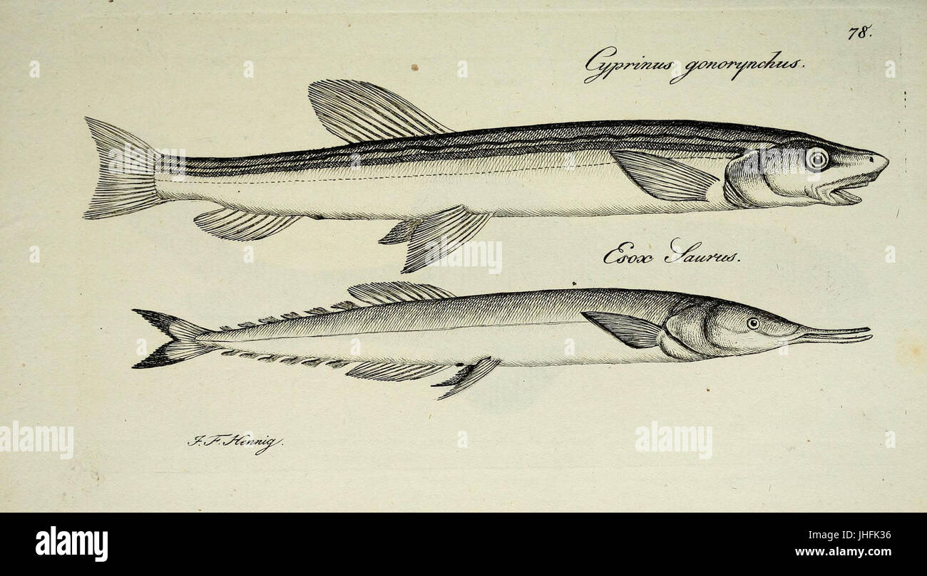 M.E. Blochii ... Systema ichthyologiae iconibus CX illustratum (Plate 78) (6892431630) Stock Photo