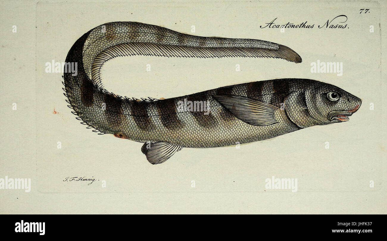 M.E. Blochii ... Systema ichthyologiae iconibus CX illustratum (Plate ...
