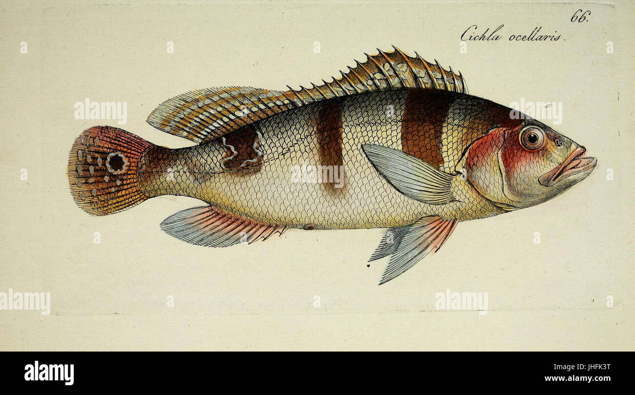 M.E. Blochii ... Systema ichthyologiae iconibus CX illustratum (Plate 66) (7038519757) Stock Photo