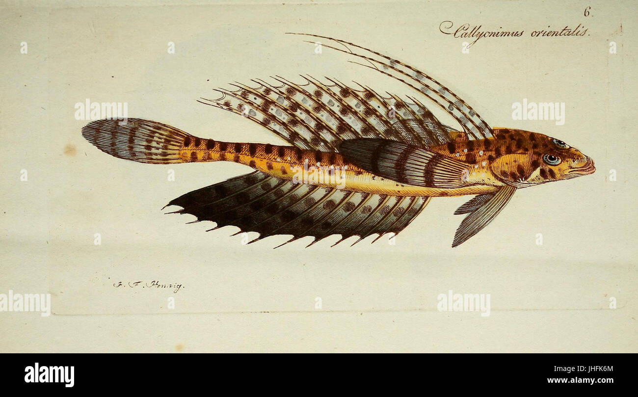 M.E. Blochii ... Systema ichthyologiae iconibus CX illustratum (Plate 6) (7038481917) Stock Photo