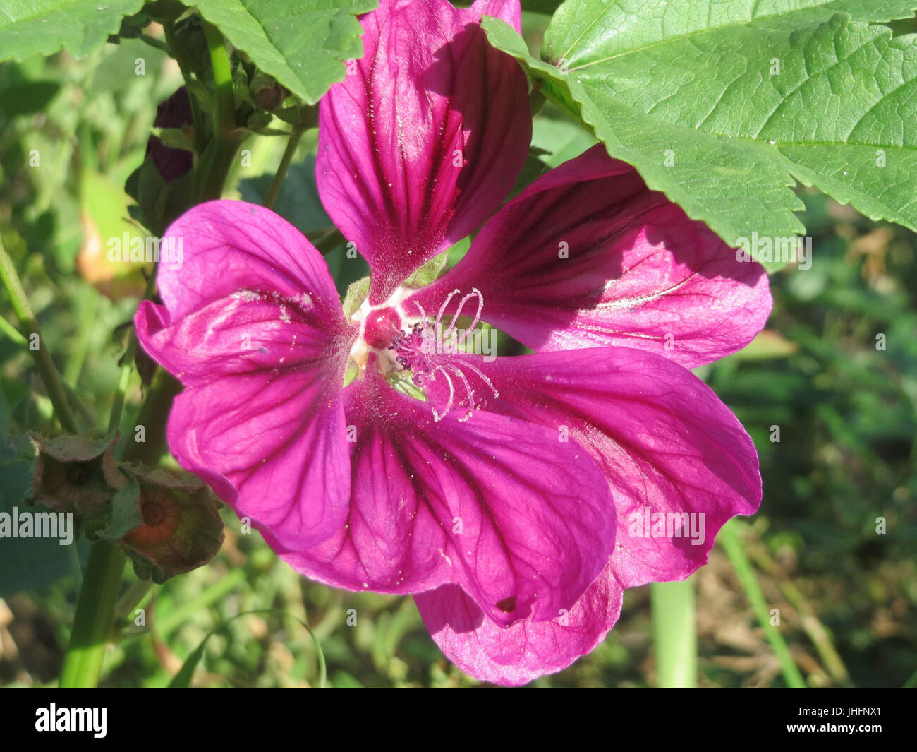 Malva sylvestris illustration hi-res stock photography and images - Alamy