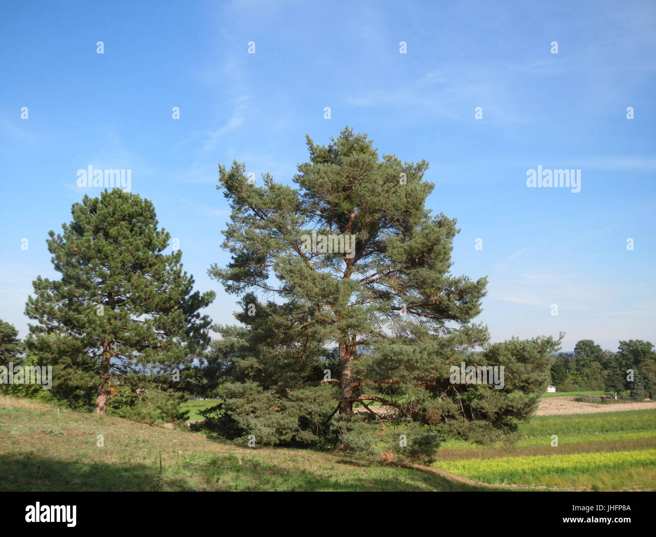 Pinus sylvestris illustration hi-res stock photography and images - Alamy