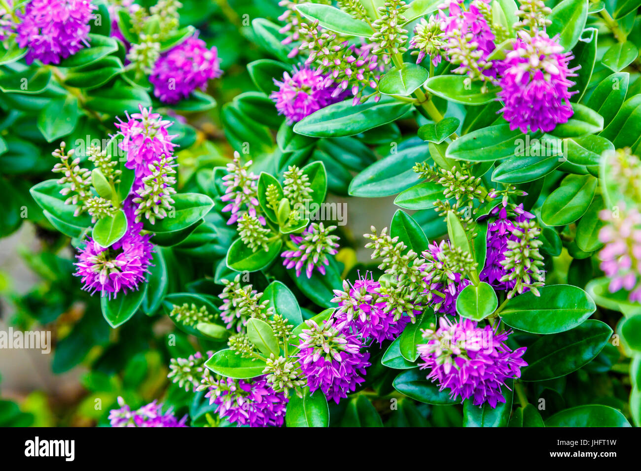 mir hebe titties Hebe speciosa hi-res stock photography and images - Alamy