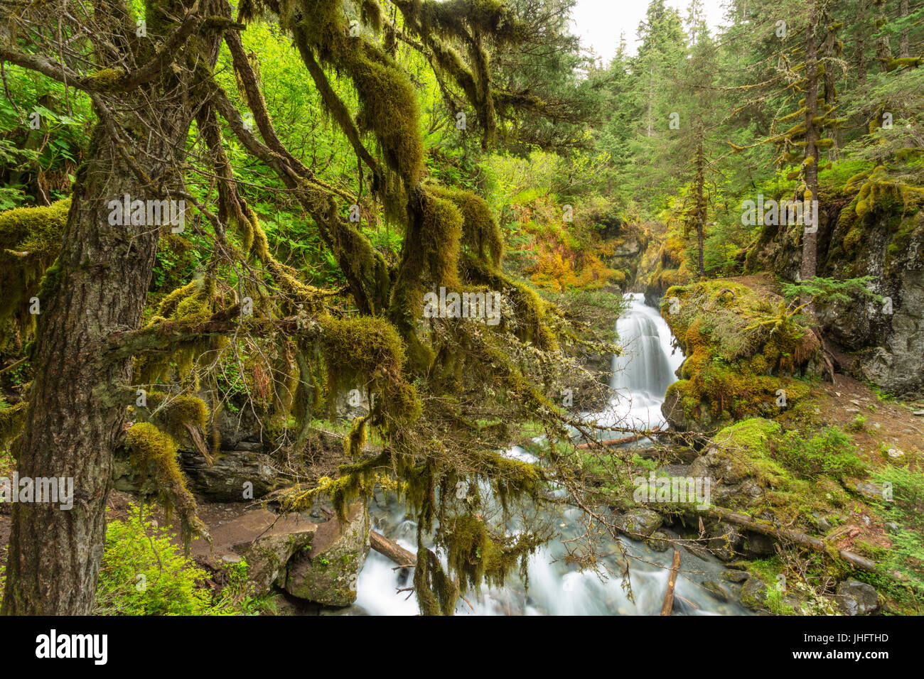 Alaskan Rainforest Hi res Stock Photography And Images Alamy Alaskan Rainforest Hi res Stock Photography And Images Alamy