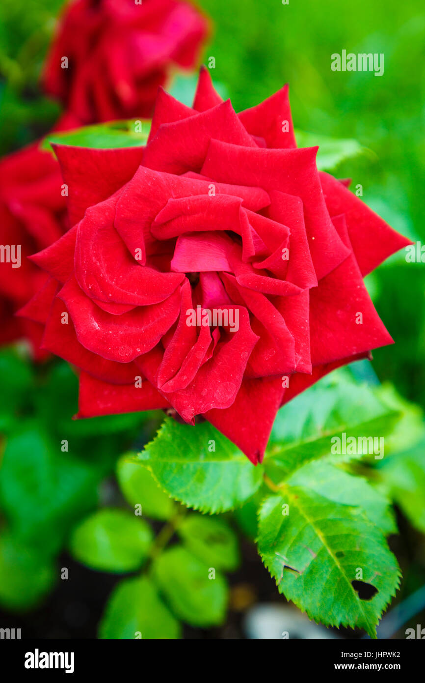 gardening red rose. Stock Photo