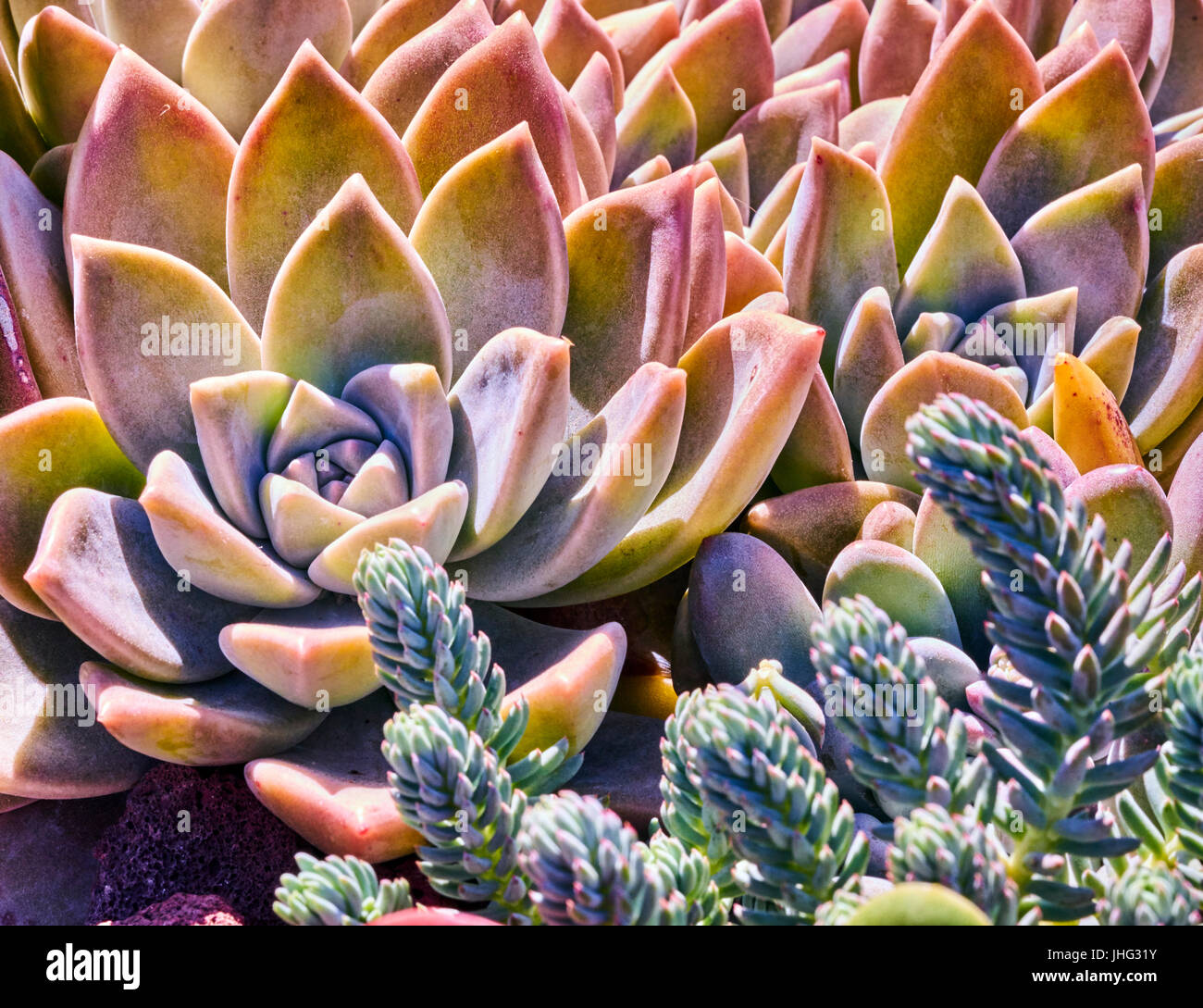 Variety of succulents in a drought-tolerant environment Stock Photo