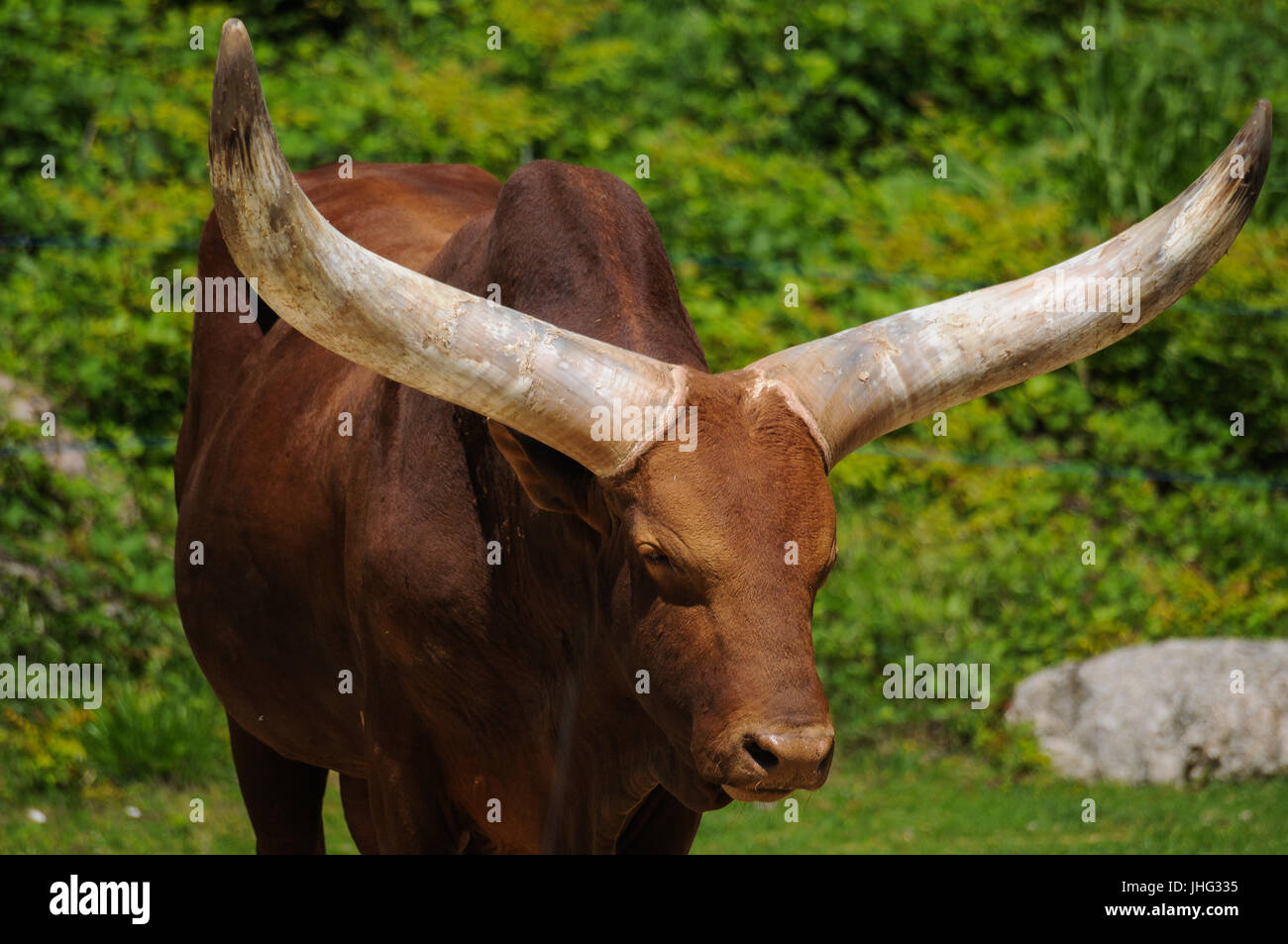 Long Horn Ox High Resolution Stock Photography and Images Alamy