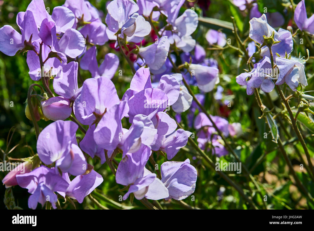 flowering pea plant in the garden Stock Photo Alamy