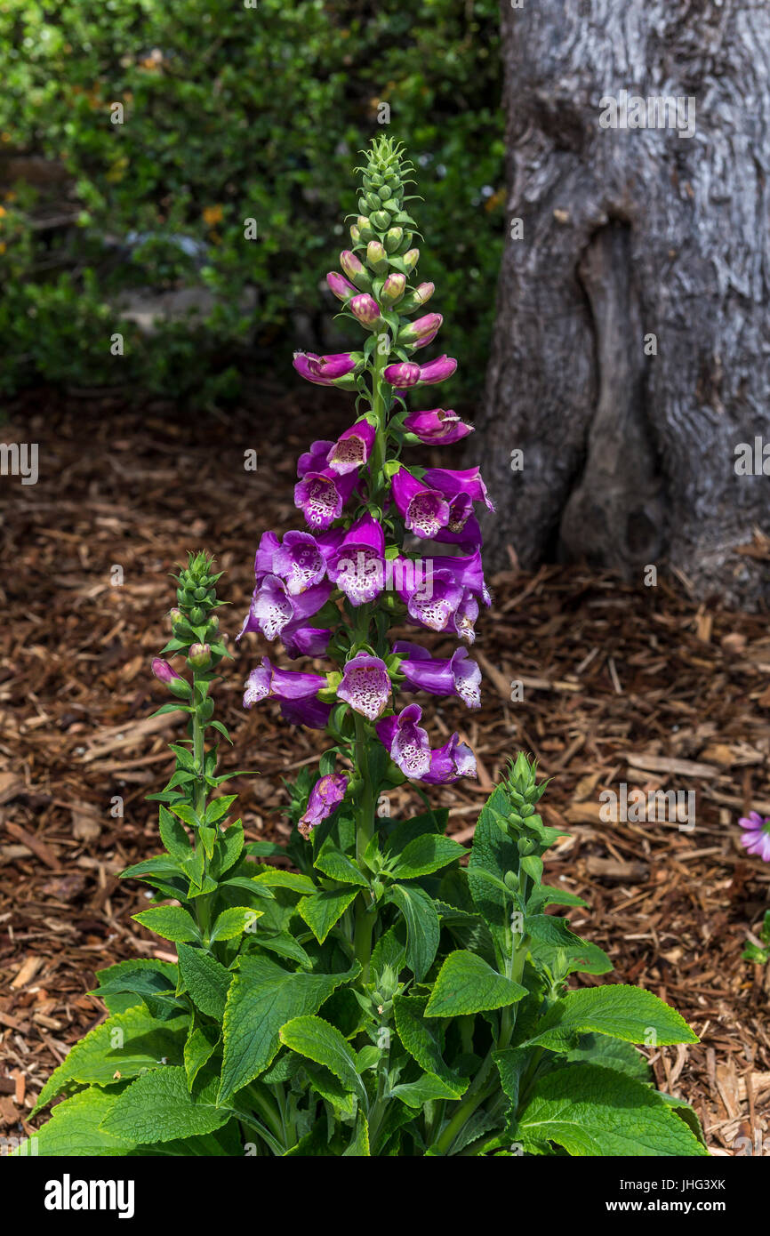 Foxglove flowers, Digitalis purpurea, Silverado Vineyards, Silverado Trail, Napa, Napa Valley, Napa County, California, United States, North America Stock Photo