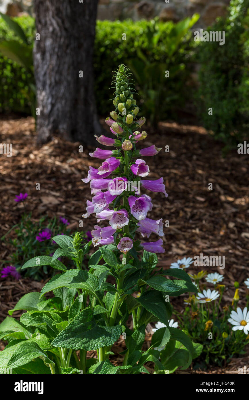Foxglove flowers, Digitalis purpurea, Silverado Vineyards, Silverado Trail, Napa, Napa Valley, Napa County, California, United States, North America Stock Photo