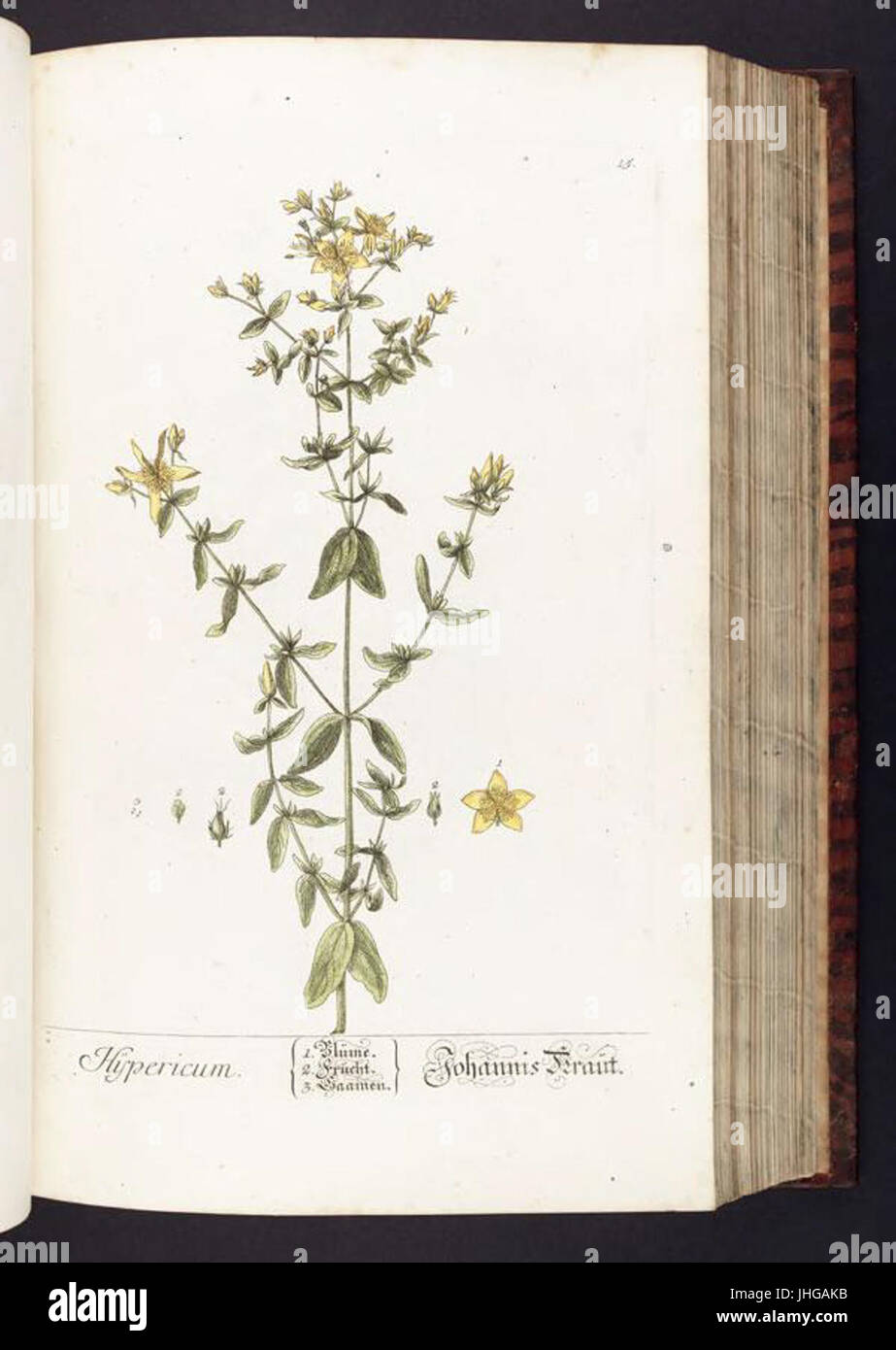 herbarium-illustration-documentation-hi-res-stock-photography-and