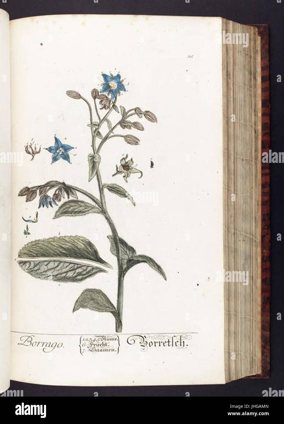 Medicinal plant taxonomy hi-res stock photography and images - Alamy