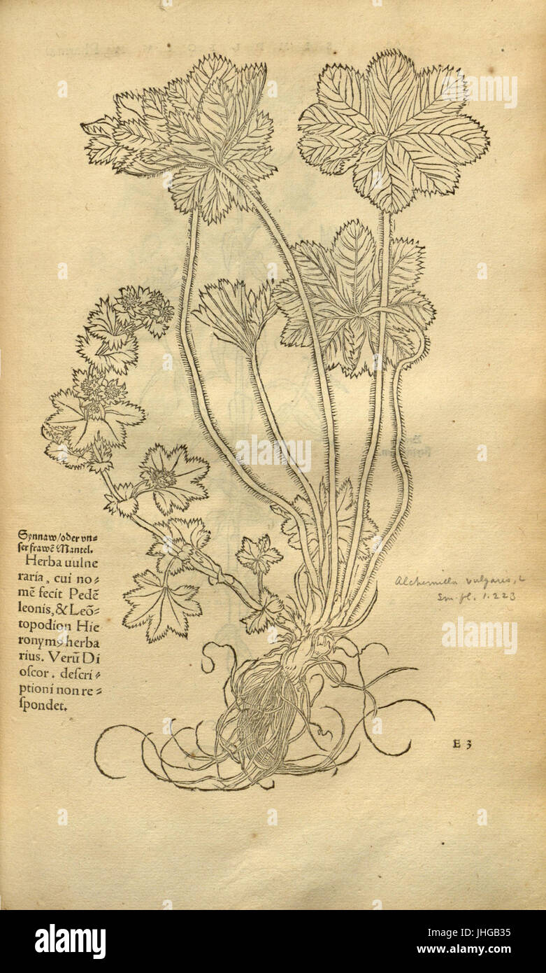 Herbarum vivae eicones ad naturae imitationem (Page 52) BHL9250818 Stock Photo