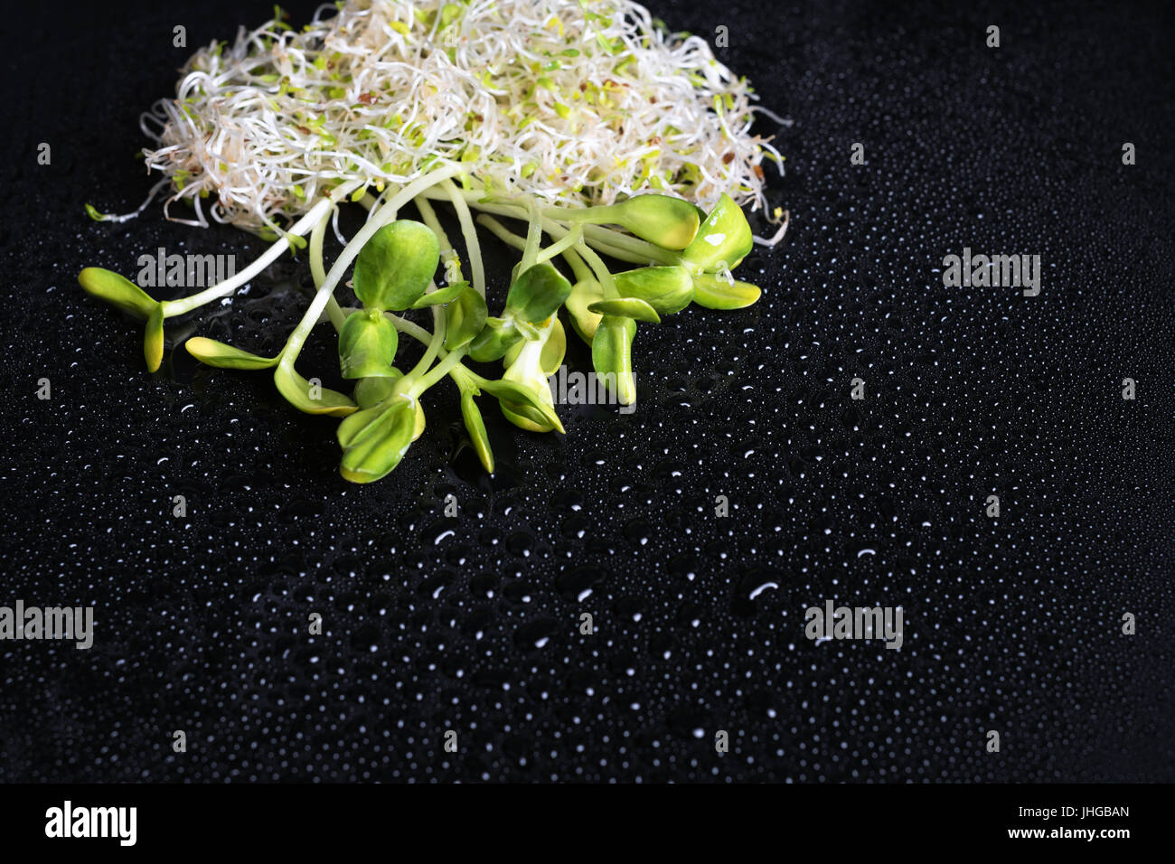 Mixed organic micro greens on black background with water drops. Fresh sunflower and heap of alfalfa micro green sprouts for healthy vegan food cooking. Health, diet concept.Cut microgreens, top view Stock Photo