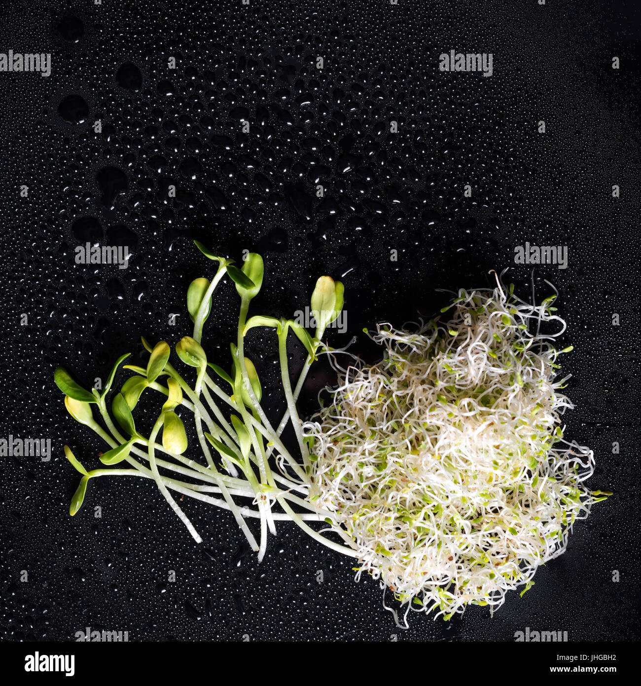 Mixed organic micro greens on black background with water drops. Fresh sunflower and heap of alfalfa micro green sprouts for healthy vegan food cooking. Health, diet concept.Cut microgreens, top view Stock Photo
