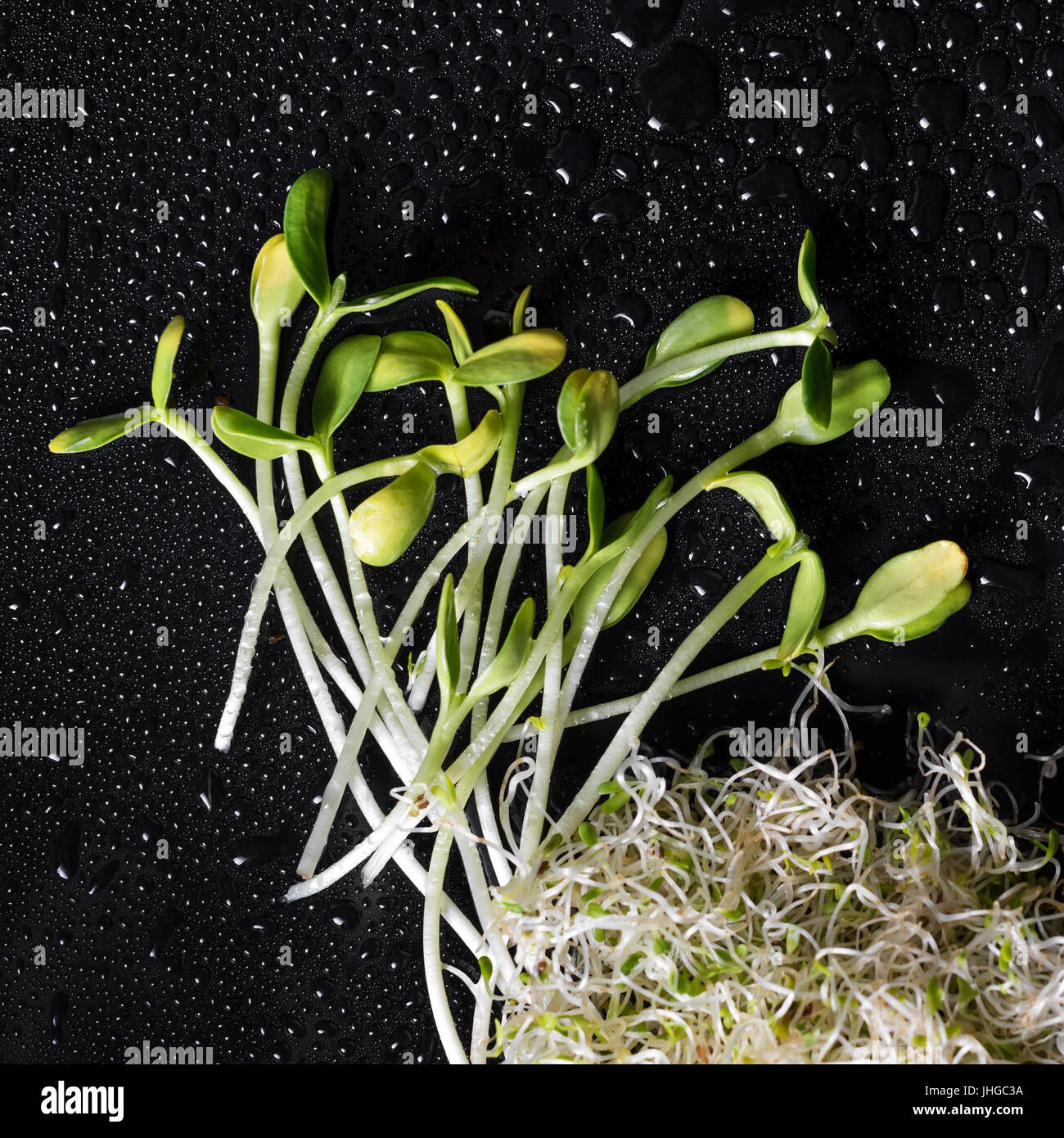 Mixed organic micro greens on black background with water drops. Fresh sunflower and heap of alfalfa micro green sprouts for healthy vegan food cooking. Health, diet concept.Cut microgreens, top view Stock Photo