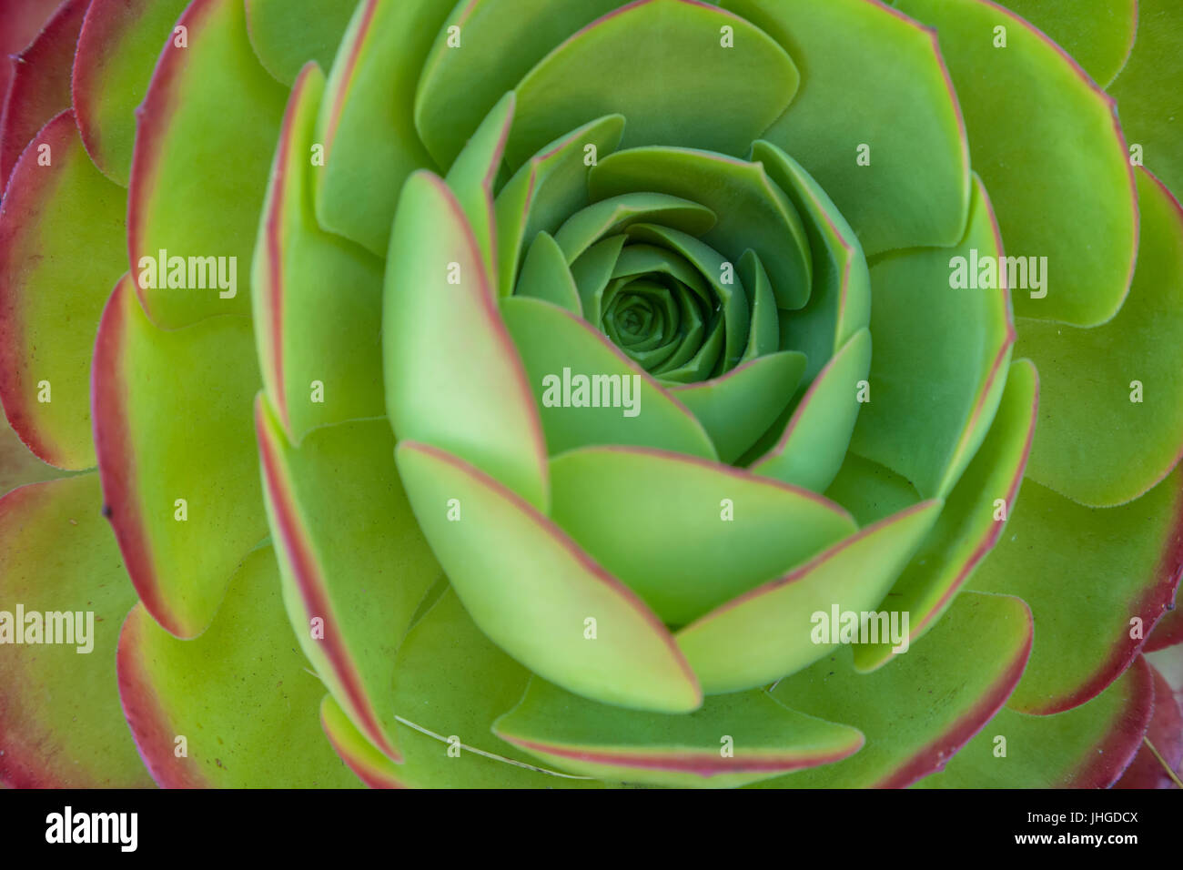 A close up of a Aeonium Green Rosette Stock Photo