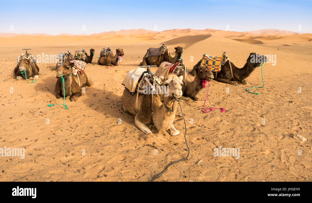 Several camels are resting in the sand of the Sahara desert in Morocco ...