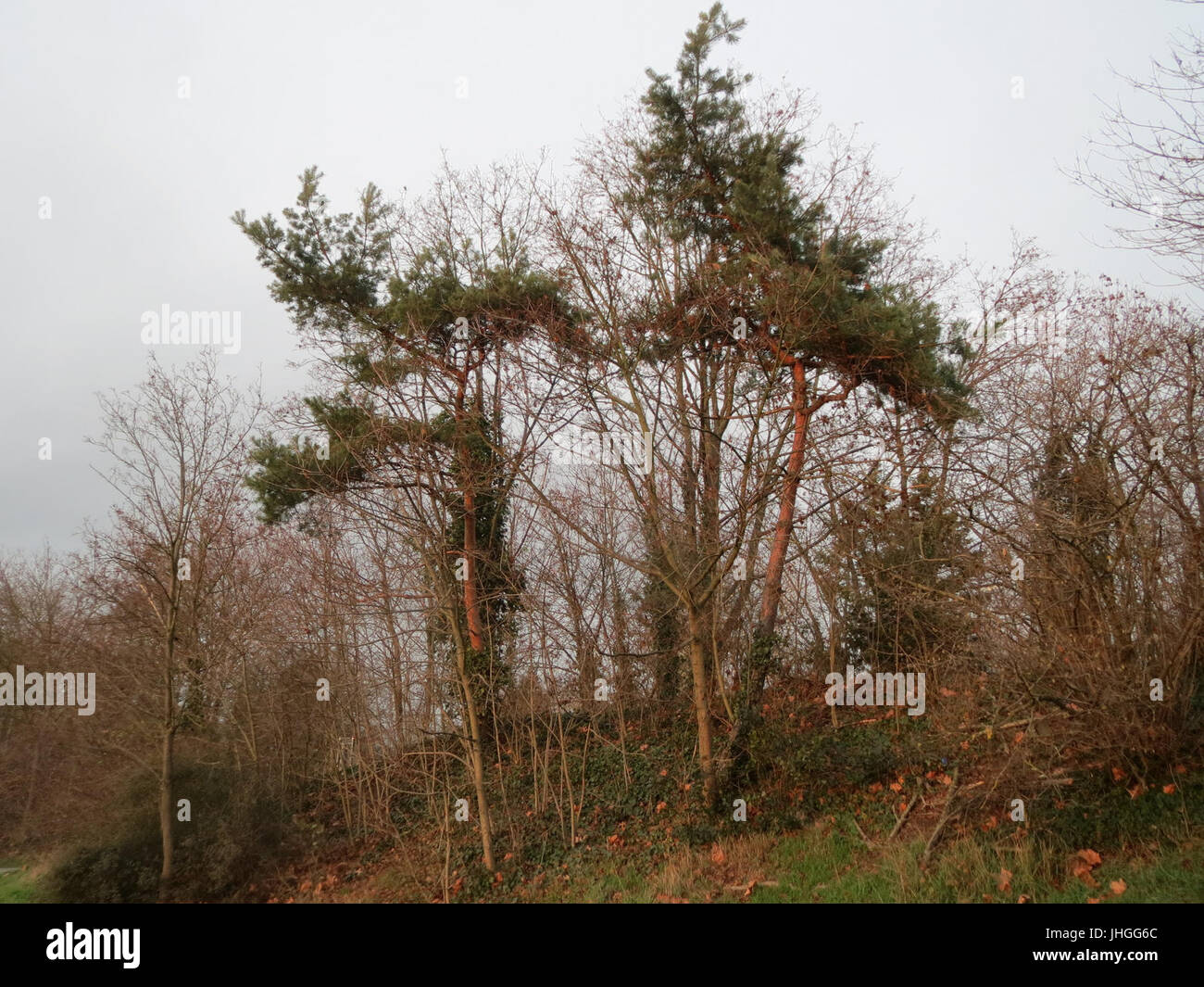 Pinus sylvestris illustration hi-res stock photography and images - Alamy