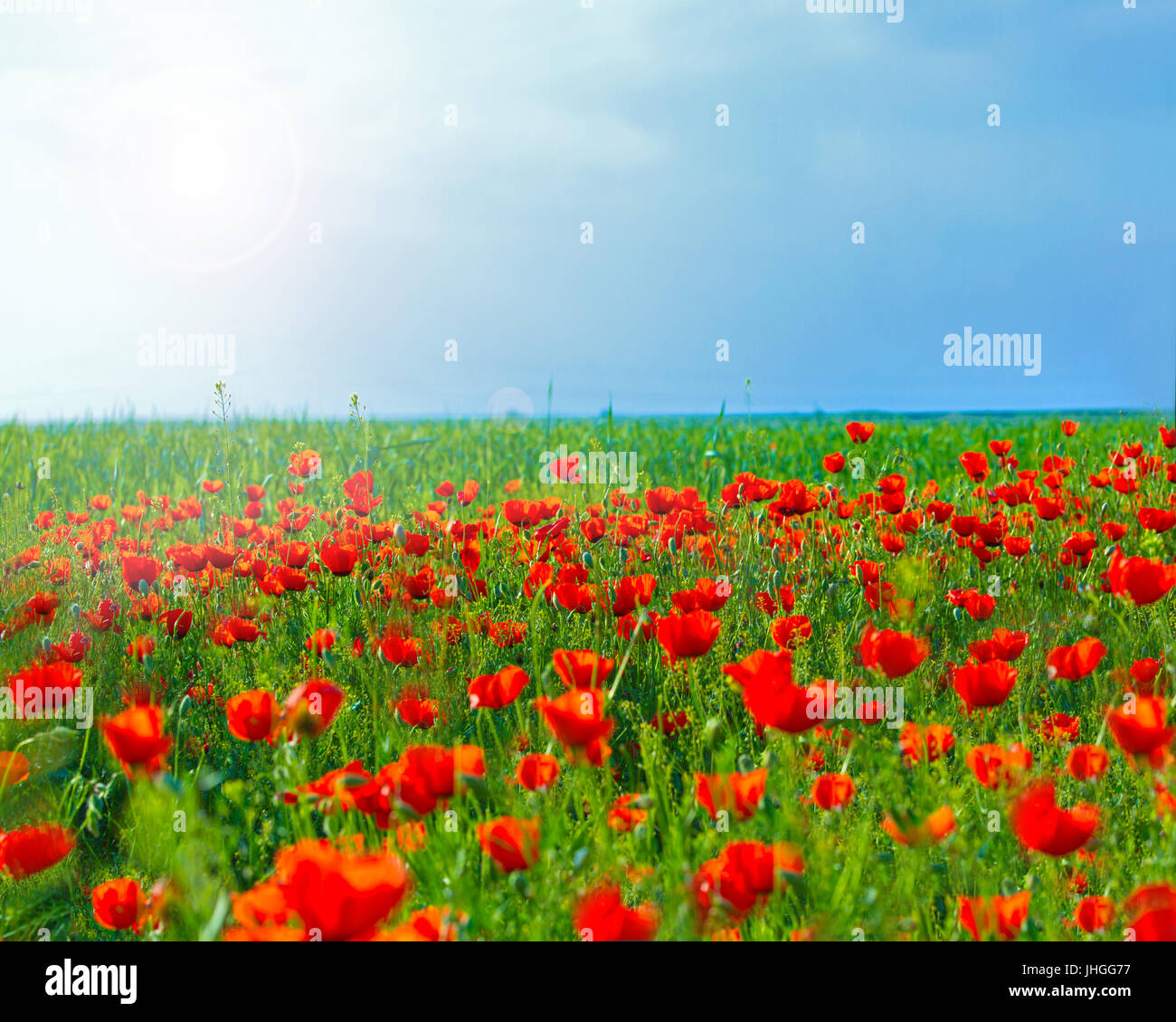 Poppy nature hi-res stock photography and images - Alamy
