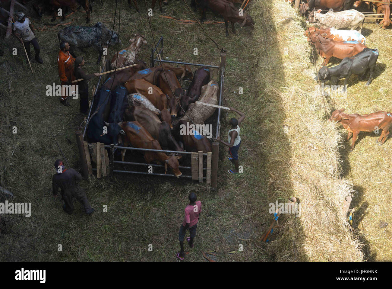 Cattle statistics hi-res stock photography and images - Alamy