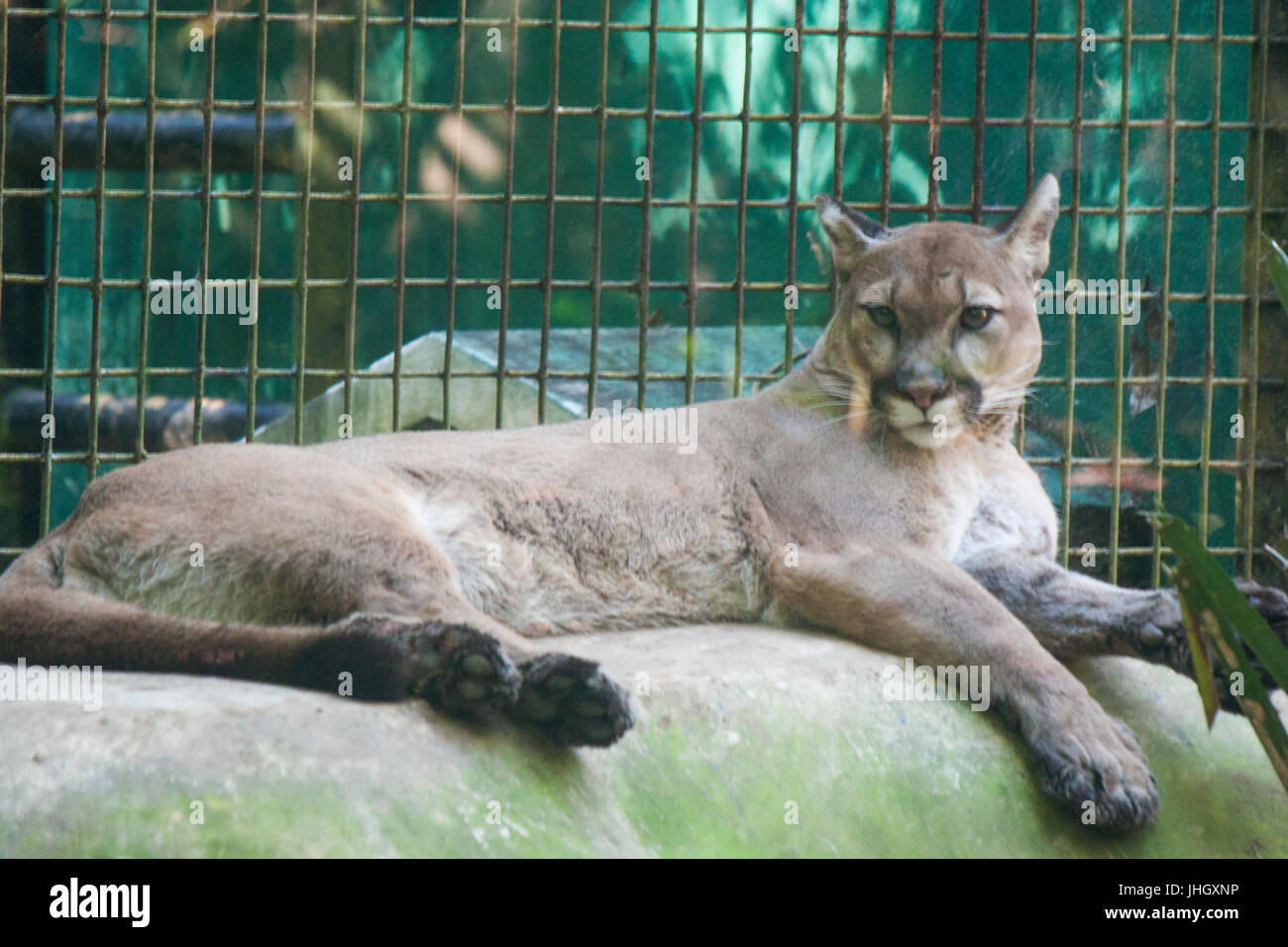 Puma in Zoo, Mexico, Tabasco, Villahermosa Stock Photo - Alamy