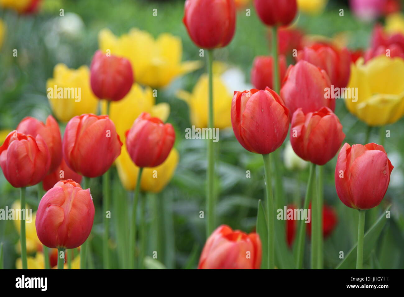 Colorful tulips in garden Stock Photo - Alamy