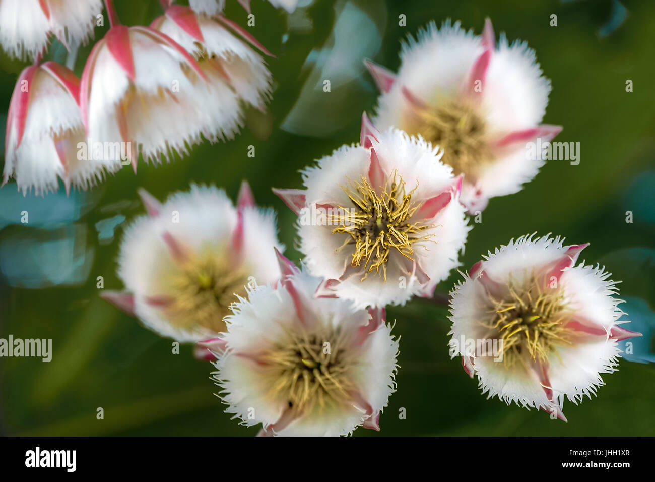 Fairy Petticoats in bloom. Stamens with weird shape filaments. Sperm-like filaments swimming around stigma. A petticoat or underskirt shape. Stock Photo