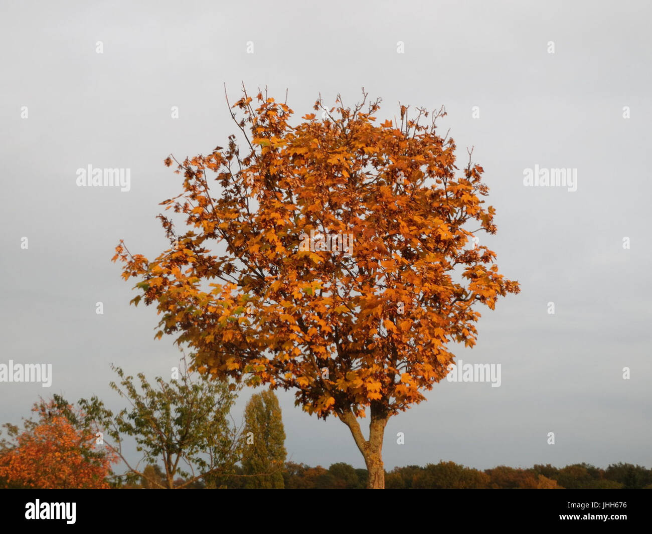 Fall foliage norway maple trees hi-res stock photography and images - Alamy