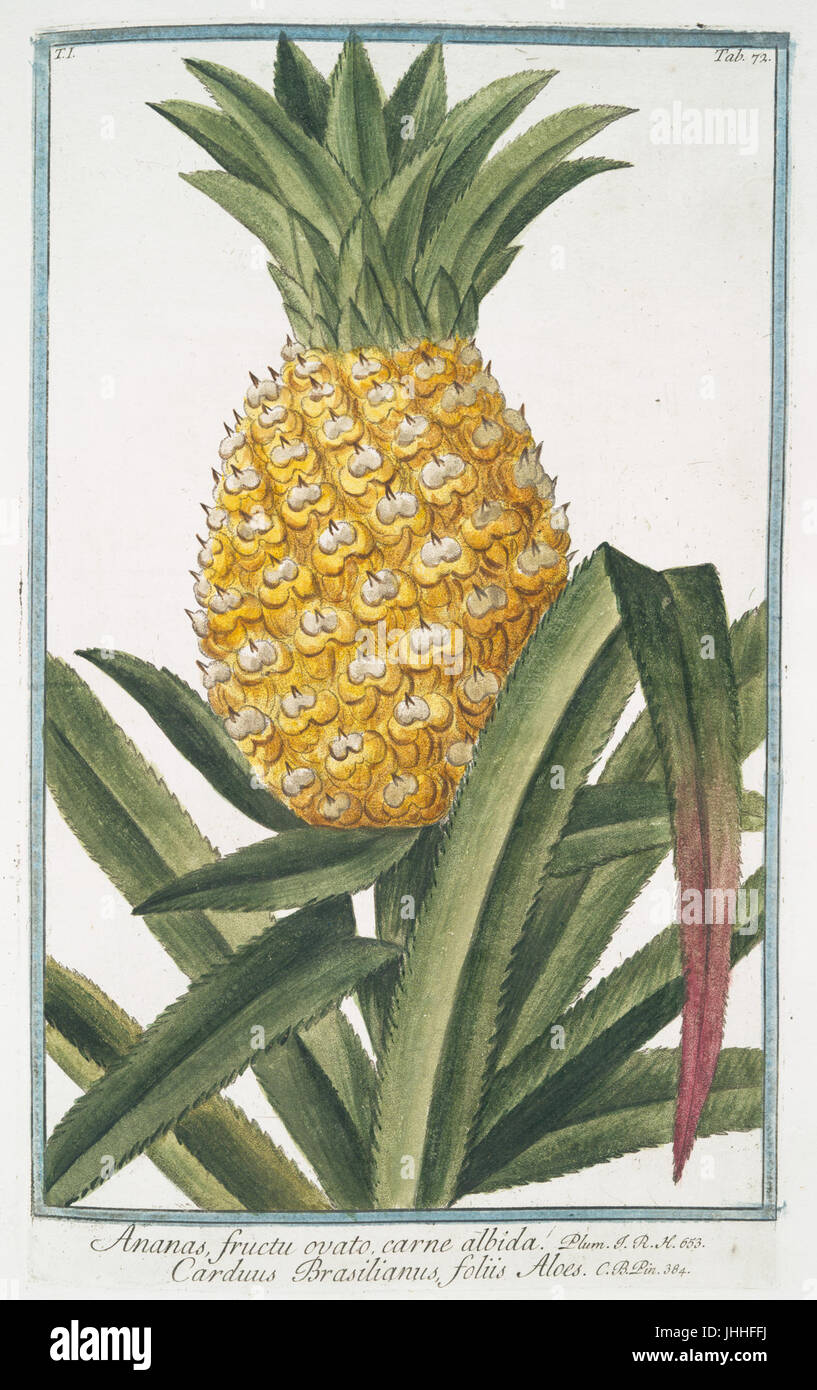Ananas fructu ovato, carne albida - Carduus Brasilianus, foliis Aloes. (Pineapple) (NYPL b14444147-1125000) Stock Photo