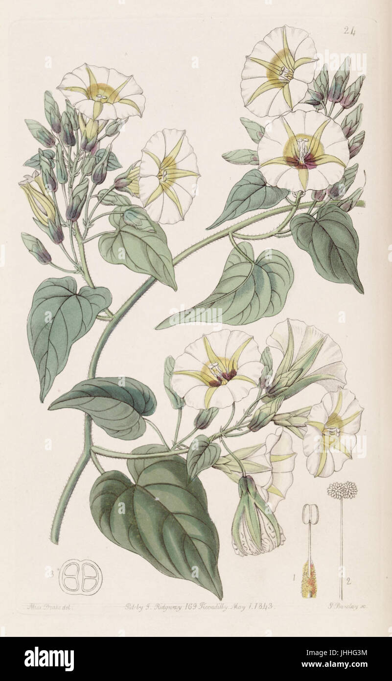 Merremia umbellata (Ipomoea cymosa) Bot. Reg. 29. 24. 1843 Stock Photo